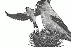 Ada Limon broadside thumbnail, "The Year of the Goldfinches"