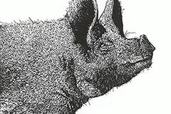 珍妮·乔治的侧面缩略图，《关于猪的笔记》
